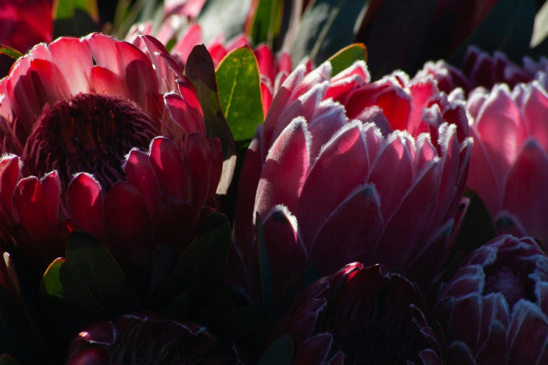 A bunch of deep pink Cape Town proteas.