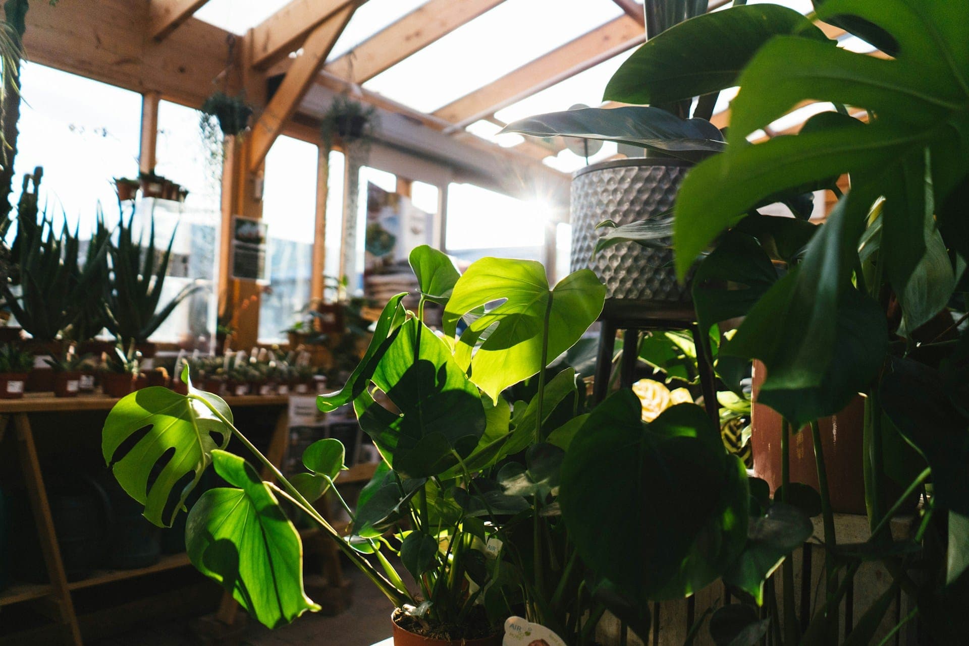 A plant shop crowded with greenery from floor to ceiling.